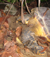 hawksbill