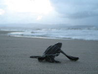 leatherback